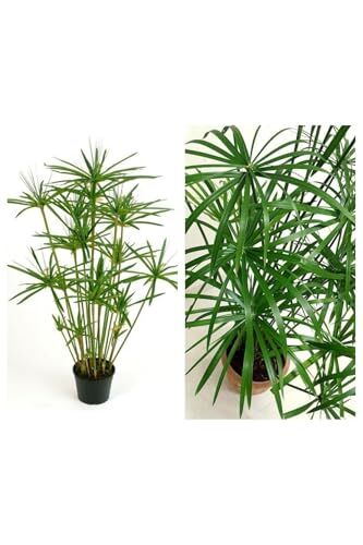 Japon Şemsiyesi Çiçeği, Cyperus Alternifolius Saksılı, 50-70 cm