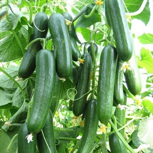 Doğal Salatalık Tohumu