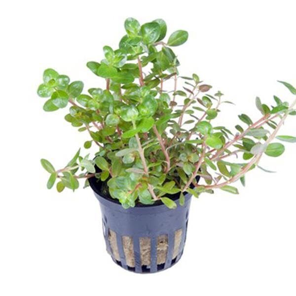 Rotala Rotundifolia Saksı Canlı Bitki
