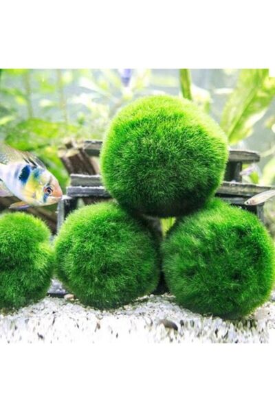 Canlı Bitki, İthal Bitki Marimo Moss Ball 2-3 cm Yosun Topu, Kopy1-951512