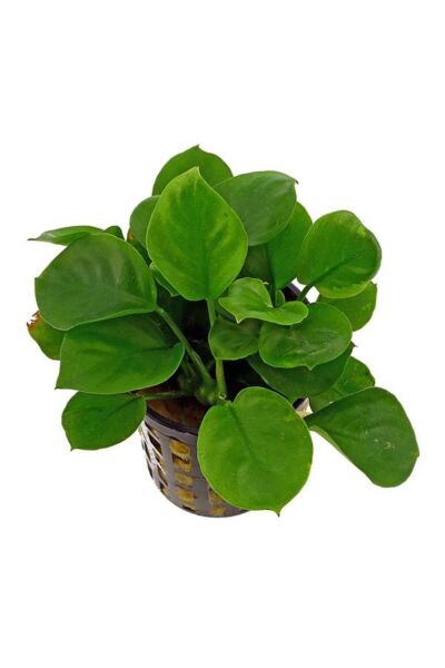 Anubias Barteri Round Golden Coin 5-6 Yapraklı Canlı Bitki