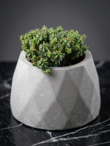 Zevli Ateliera® El Yapımı Beton Saksı + Canlı Sukulent & Kaktüs Koleksiyonu (Antrasit, Geo, Euphorbia submammillaris var. pfersdorfii)