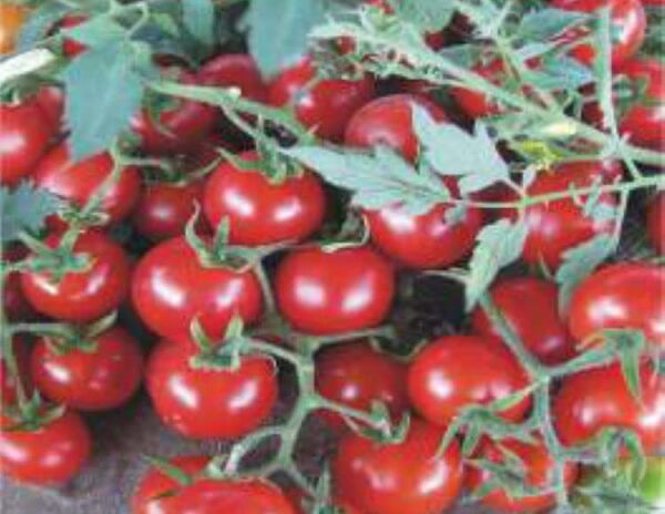 Domates Cherry Tohumu, Aksel 100 adet